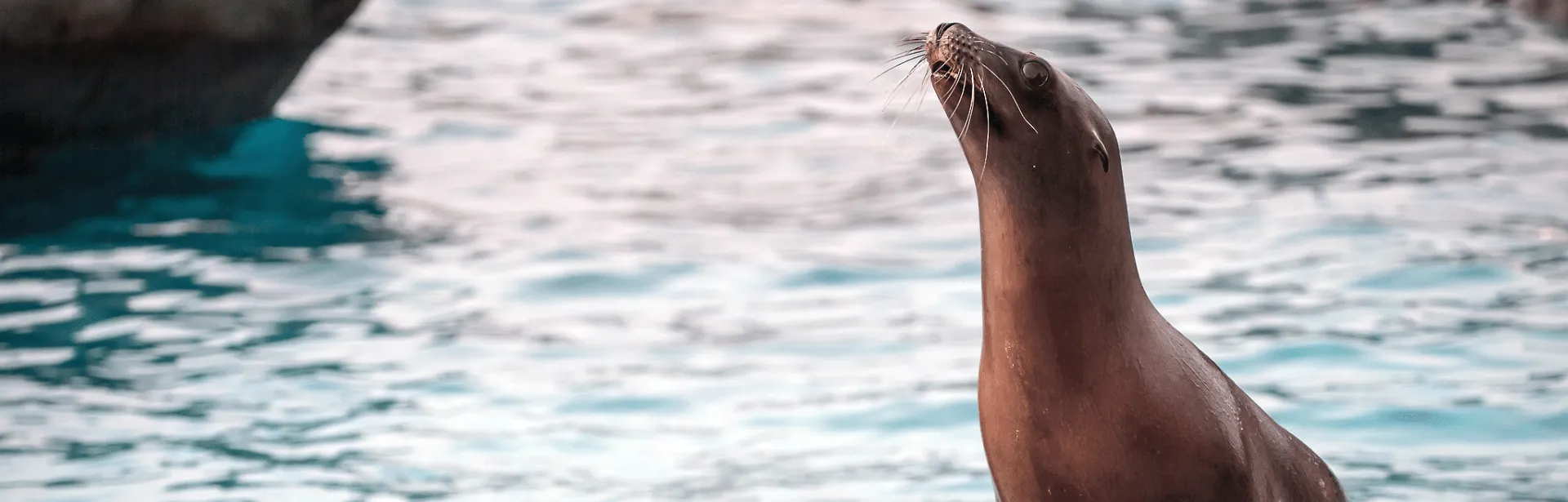 A sea lion stretching it's head up into the air.